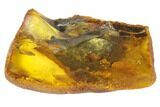 Fossil Pseudoscorpion (Arachnid) Preserved In Baltic Amber #128296-2